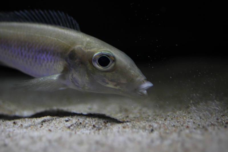 Grammatotria lemairii 'Katete'